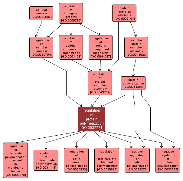 GO:0032271 - regulation of protein polymerization (interactive image map)