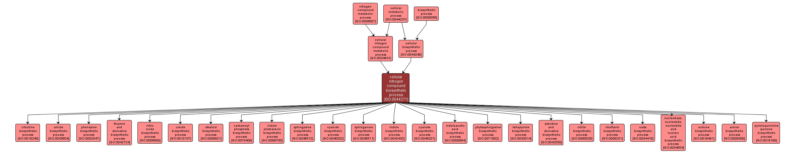 GO:0044271 - cellular nitrogen compound biosynthetic process (interactive image map)