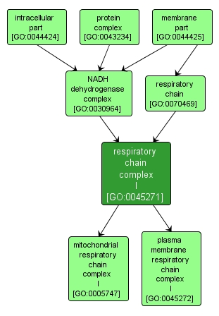 GO:0045271 - respiratory chain complex I (interactive image map)