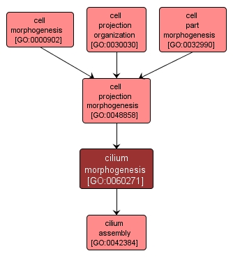 GO:0060271 - cilium morphogenesis (interactive image map)