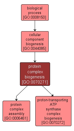 GO:0070271 - protein complex biogenesis (interactive image map)