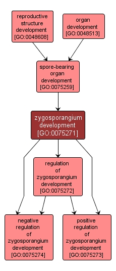 GO:0075271 - zygosporangium development (interactive image map)
