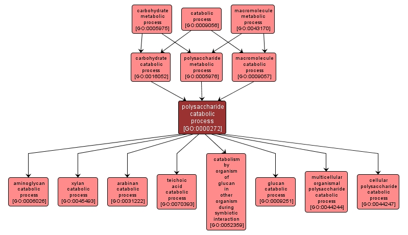 GO:0000272 - polysaccharide catabolic process (interactive image map)