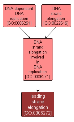 GO:0006272 - leading strand elongation (interactive image map)
