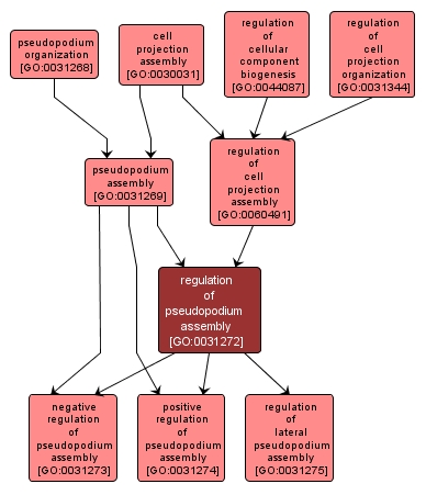 GO:0031272 - regulation of pseudopodium assembly (interactive image map)