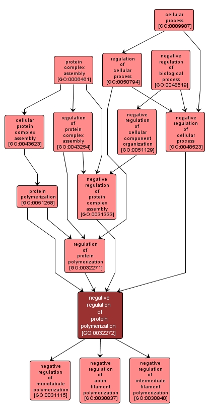 GO:0032272 - negative regulation of protein polymerization (interactive image map)