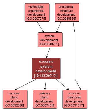 GO:0035272 - exocrine system development (interactive image map)