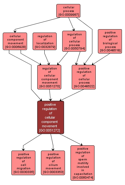 GO:0051272 - positive regulation of cellular component movement (interactive image map)