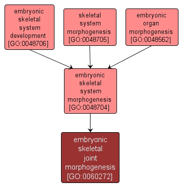 GO:0060272 - embryonic skeletal joint morphogenesis (interactive image map)