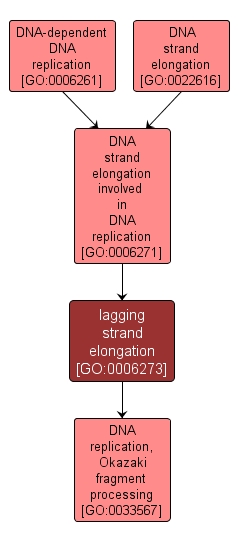 GO:0006273 - lagging strand elongation (interactive image map)