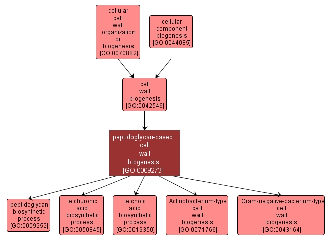 GO:0009273 - peptidoglycan-based cell wall biogenesis (interactive image map)