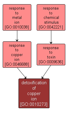 GO:0010273 - detoxification of copper ion (interactive image map)