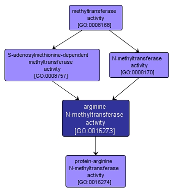 GO:0016273 - arginine N-methyltransferase activity (interactive image map)