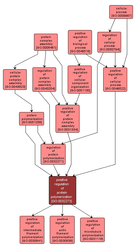 GO:0032273 - positive regulation of protein polymerization (interactive image map)