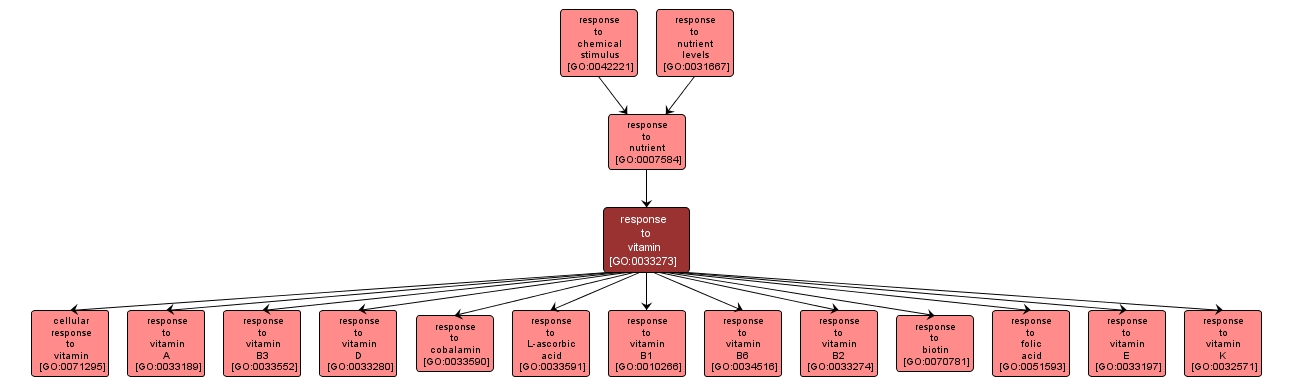 GO:0033273 - response to vitamin (interactive image map)