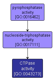 GO:0043273 - CTPase activity (interactive image map)