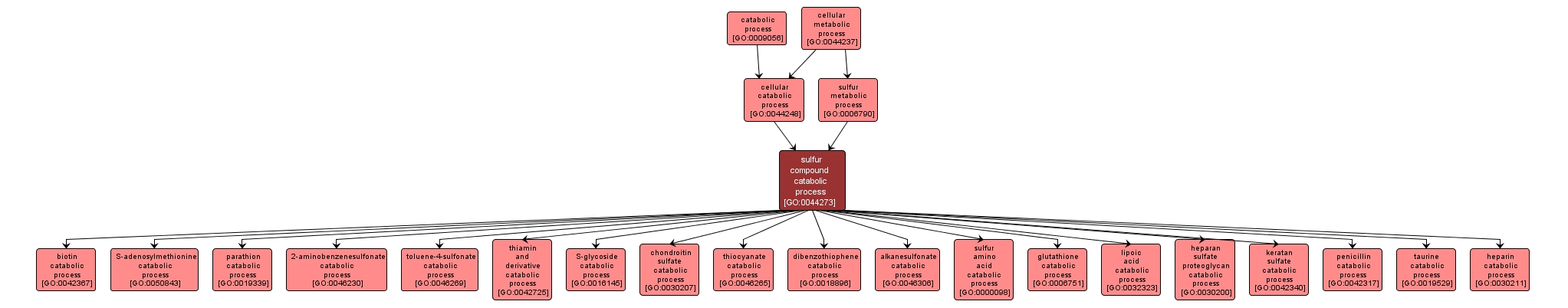 GO:0044273 - sulfur compound catabolic process (interactive image map)