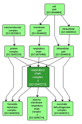 GO:0045273 - respiratory chain complex II (interactive image map)