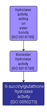 GO:0050273 - S-succinylglutathione hydrolase activity (interactive image map)