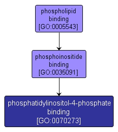 GO:0070273 - phosphatidylinositol-4-phosphate binding (interactive image map)