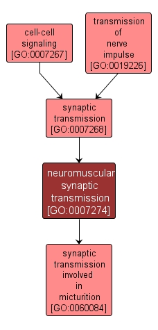 GO:0007274 - neuromuscular synaptic transmission (interactive image map)