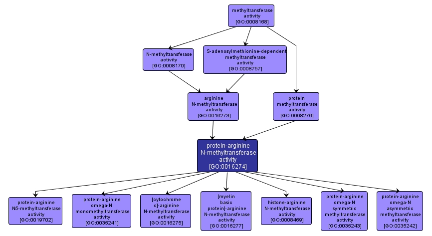 GO:0016274 - protein-arginine N-methyltransferase activity (interactive image map)