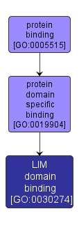 GO:0030274 - LIM domain binding (interactive image map)