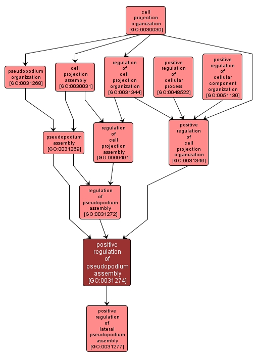 GO:0031274 - positive regulation of pseudopodium assembly (interactive image map)