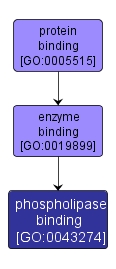 GO:0043274 - phospholipase binding (interactive image map)