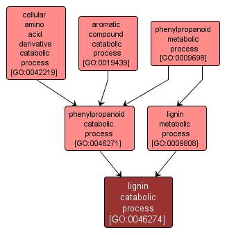 GO:0046274 - lignin catabolic process (interactive image map)