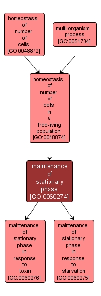 GO:0060274 - maintenance of stationary phase (interactive image map)