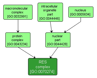 GO:0070274 - RES complex (interactive image map)