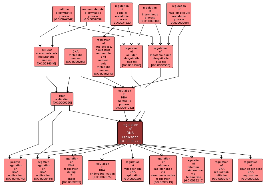 GO:0006275 - regulation of DNA replication (interactive image map)