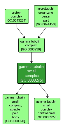 GO:0008275 - gamma-tubulin small complex (interactive image map)