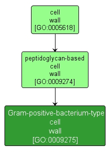 GO:0009275 - Gram-positive-bacterium-type cell wall (interactive image map)
