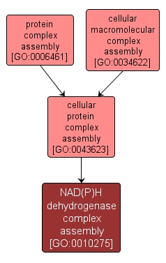 GO:0010275 - NAD(P)H dehydrogenase complex assembly (interactive image map)