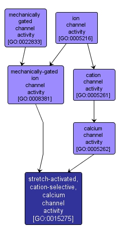 GO:0015275 - stretch-activated, cation-selective, calcium channel activity (interactive image map)