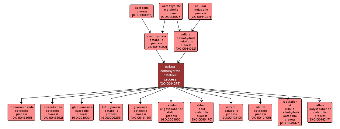 GO:0044275 - cellular carbohydrate catabolic process (interactive image map)