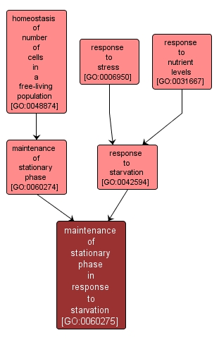 GO:0060275 - maintenance of stationary phase in response to starvation (interactive image map)