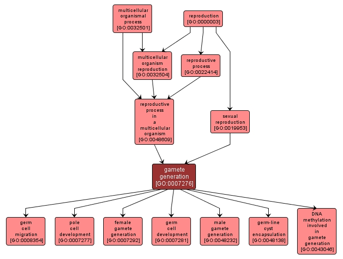 GO:0007276 - gamete generation (interactive image map)