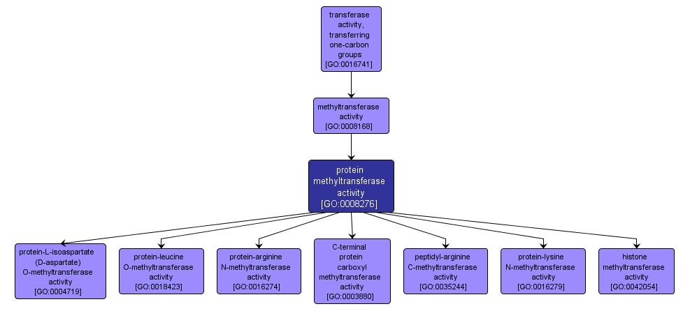 GO:0008276 - protein methyltransferase activity (interactive image map)