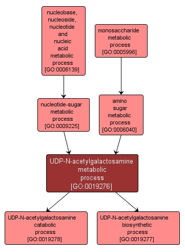 GO:0019276 - UDP-N-acetylgalactosamine metabolic process (interactive image map)