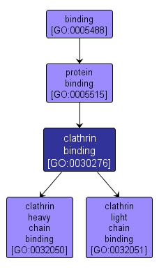 GO:0030276 - clathrin binding (interactive image map)