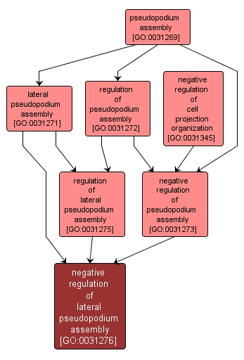 GO:0031276 - negative regulation of lateral pseudopodium assembly (interactive image map)