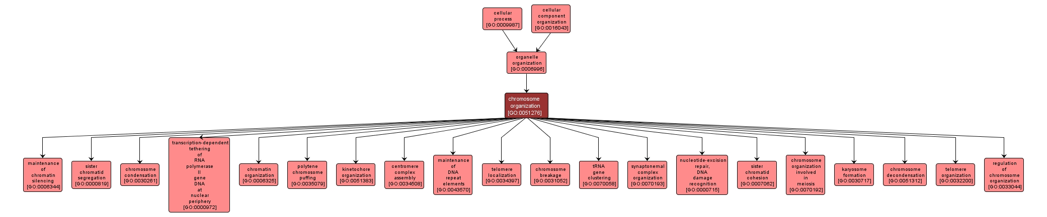 GO:0051276 - chromosome organization (interactive image map)