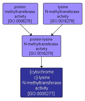 GO:0000277 - [cytochrome c]-lysine N-methyltransferase activity (interactive image map)