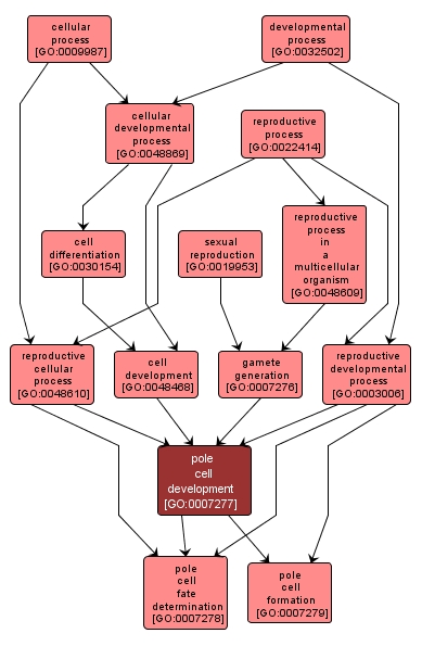 GO:0007277 - pole cell development (interactive image map)