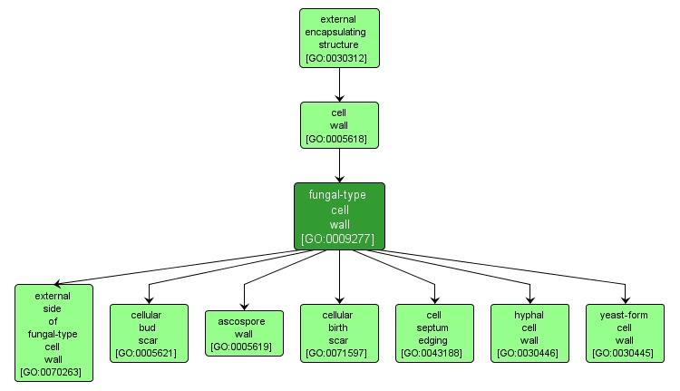 GO:0009277 - fungal-type cell wall (interactive image map)