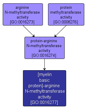 GO:0016277 - [myelin basic protein]-arginine N-methyltransferase activity (interactive image map)
