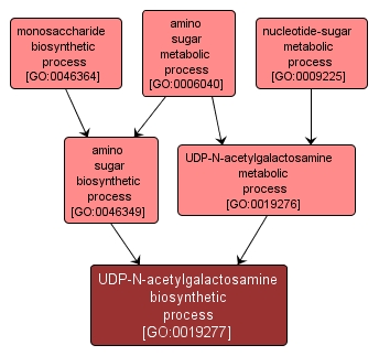 GO:0019277 - UDP-N-acetylgalactosamine biosynthetic process (interactive image map)